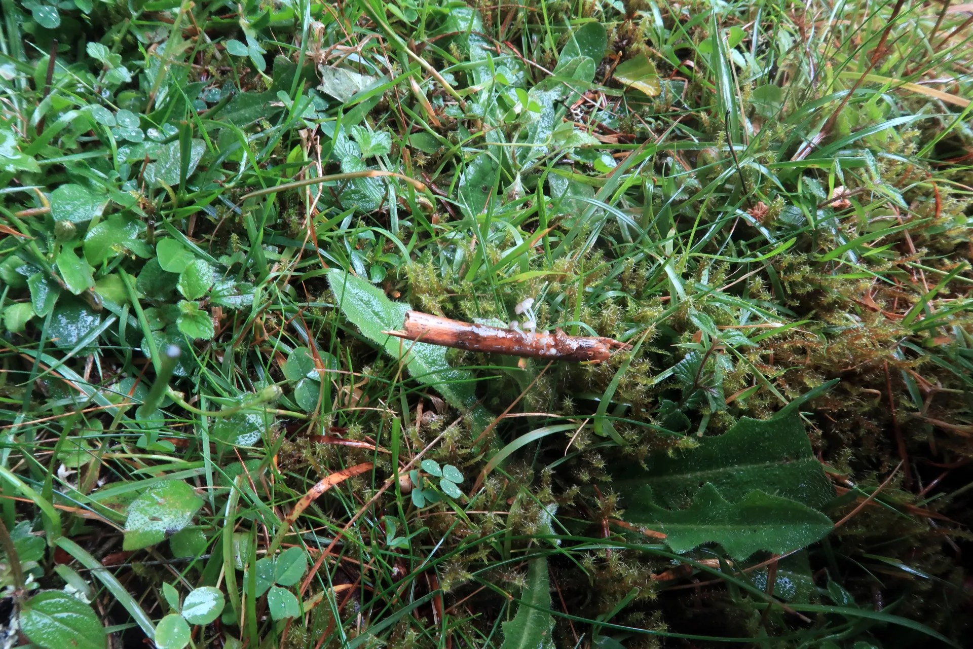 Mycena bulbosa - 1 - IMG_7499